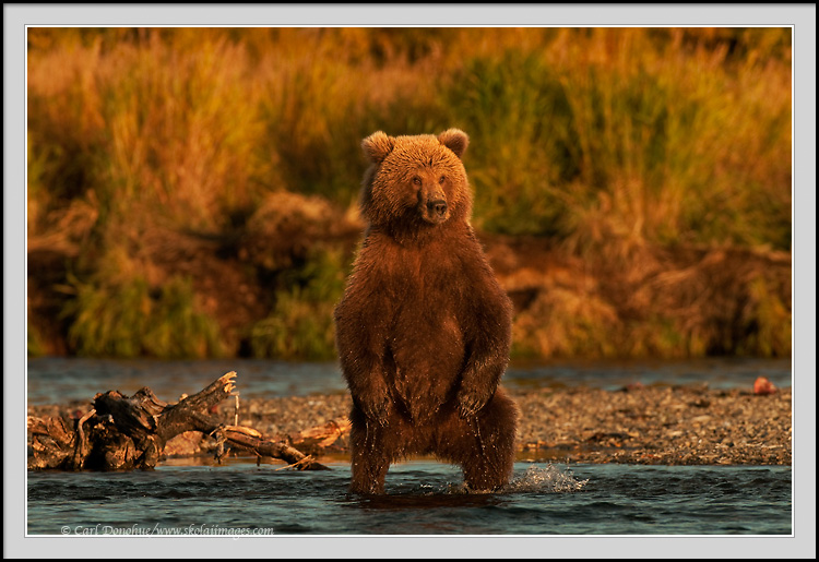 Here Lies Hugh Glass by Jon T. Coleman