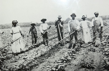 Empire of Cotton: A Global History by Sven Beckert