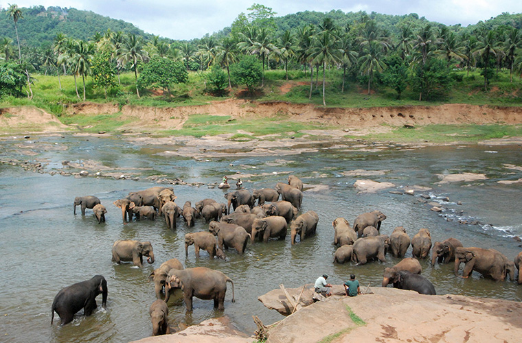 Elephant Complex: Travels in Sri Lanka by John Gimlette